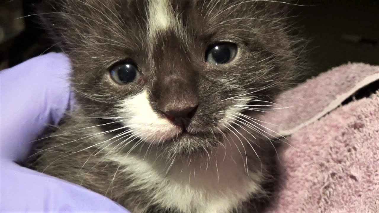 Kitten UnBoxing 25 ~ DE Powder For Fleas ~ Diatomaceous Earth ~ Bottle Babies ~ Foster Litter #25