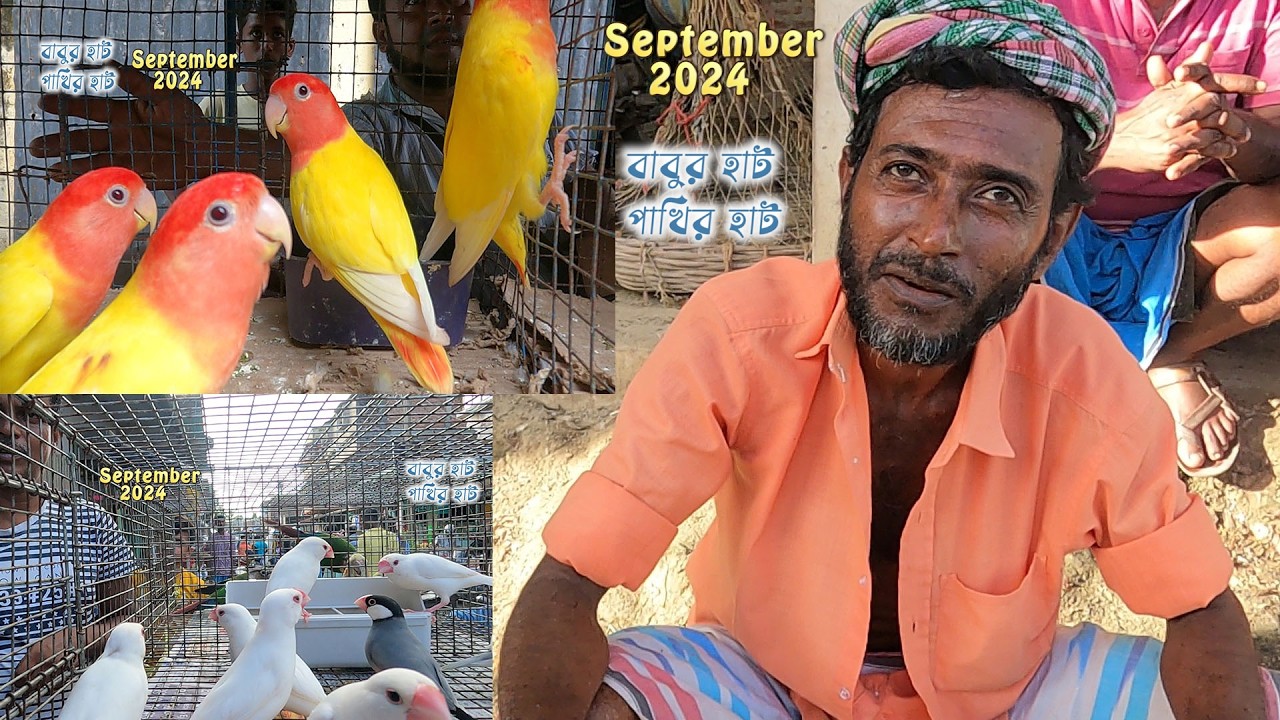 বাবুরহাট পাখির হাট সেপ্টেম্বর 2024 | Kolkata bird Market Price | Bird price in kolkata |bird