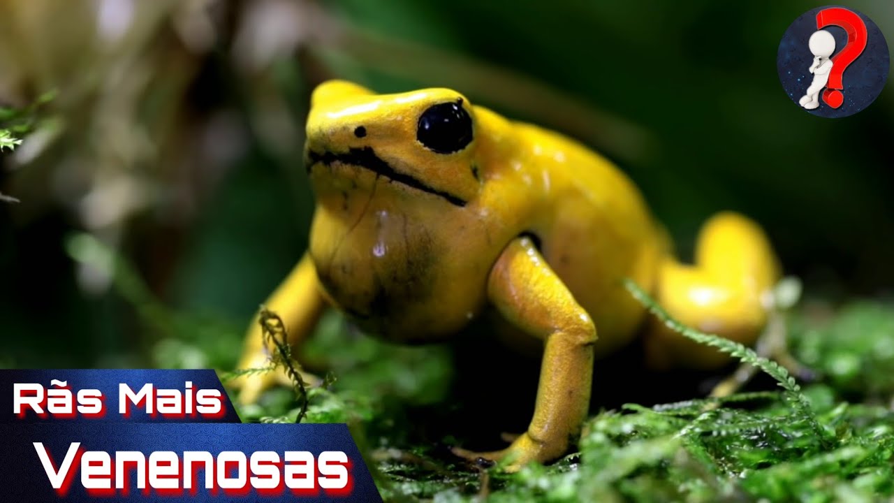 5 R&atilde;s Mais Venenosas do Mundo