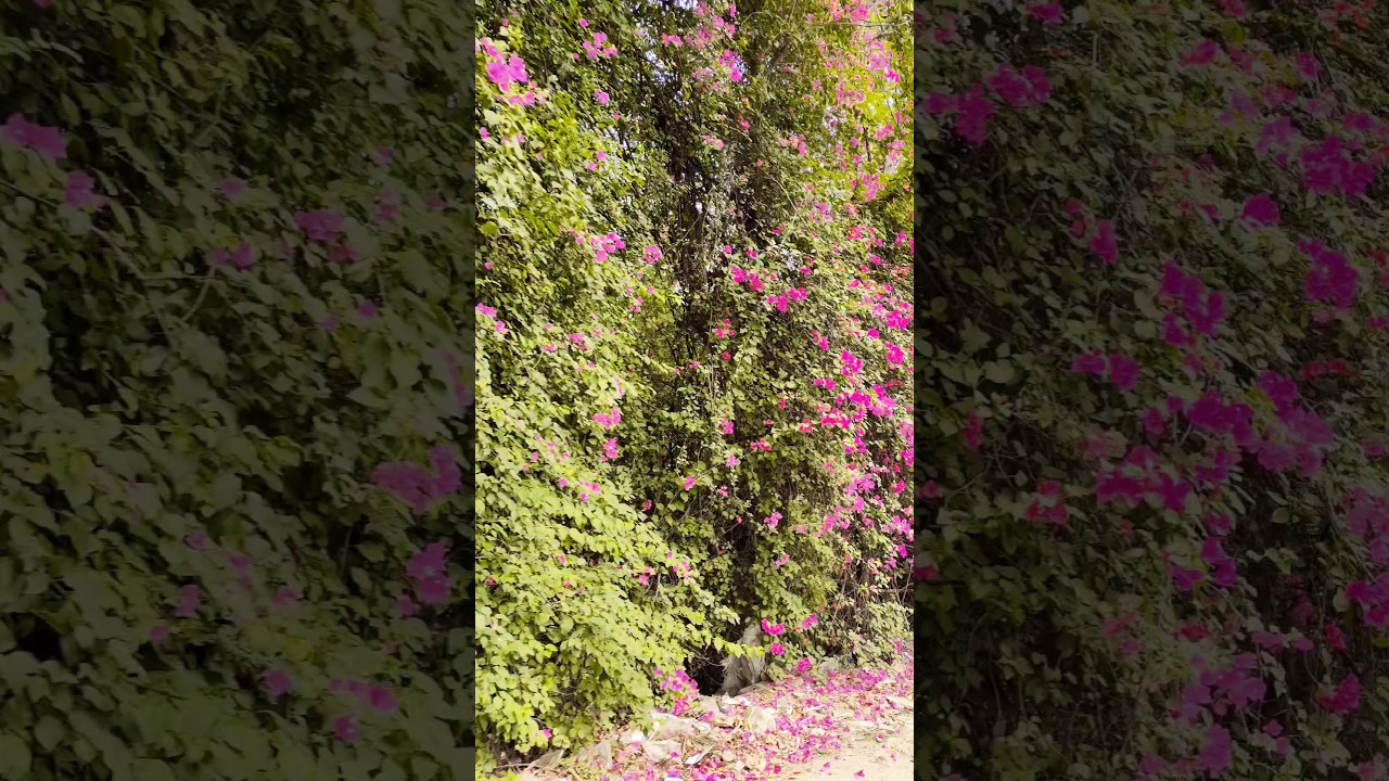 Bougainvillea 😍 