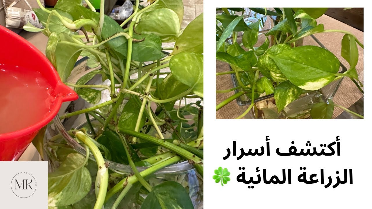 سماد نباتات الزراعة المائية و العنايه بها🍀🍀