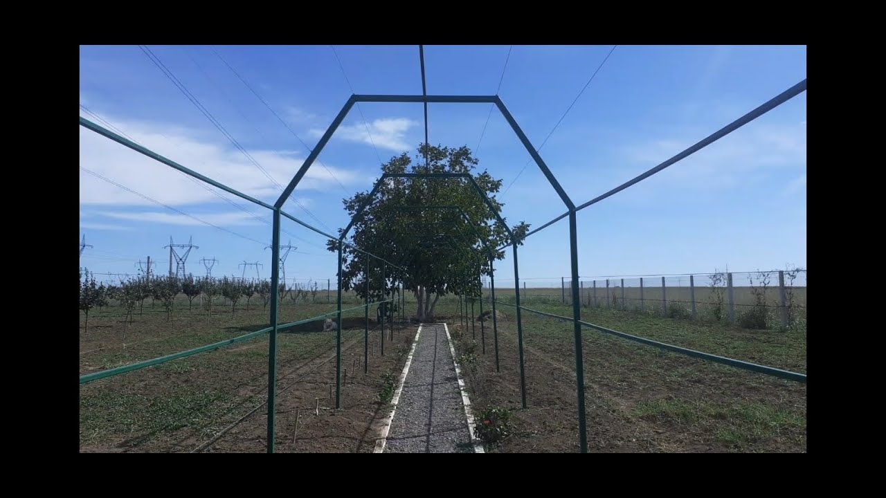 Boltă pentru viță de vie. Vault for the vine