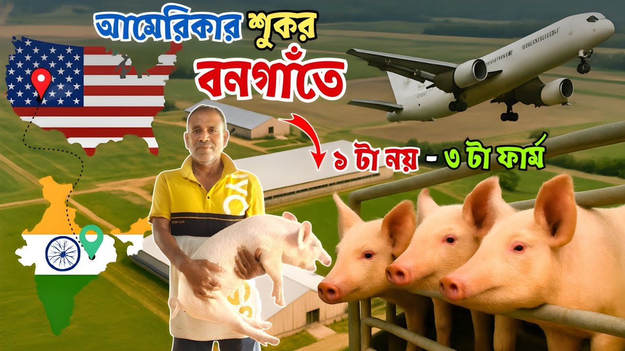 ২৪ বছর আগে আমেরিকা থেকে শুকর কিনে খামার করেন || Pig Farm in West Bengal || Pig Farming Training