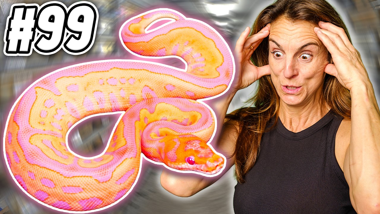 We Hatched Some INSANE Baby Snakes This Year