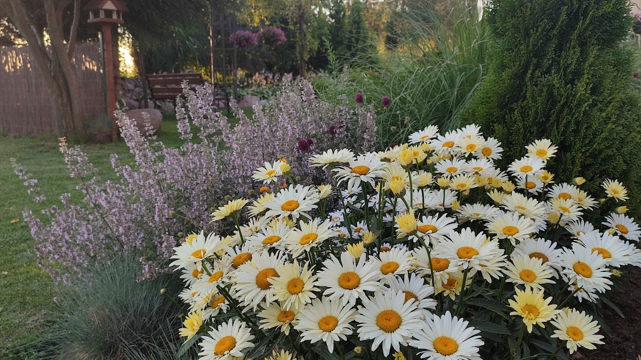 Margaretka/Złocień/Jastrun🌼Bylina z babcinych ogródków🌼