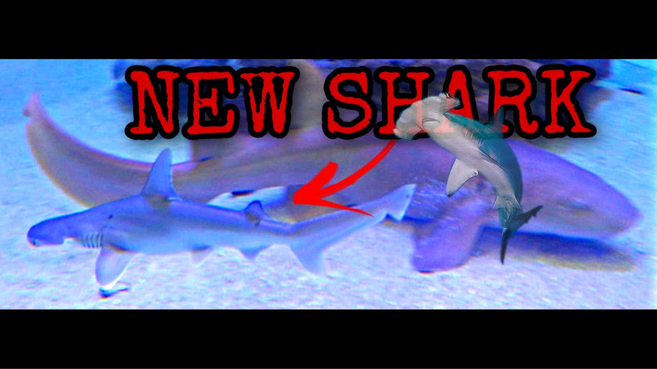 FEEDING OUR *NEW* BABY BONNETHEAD SHARKS - 5,500 GALLON SALTWATER TANK