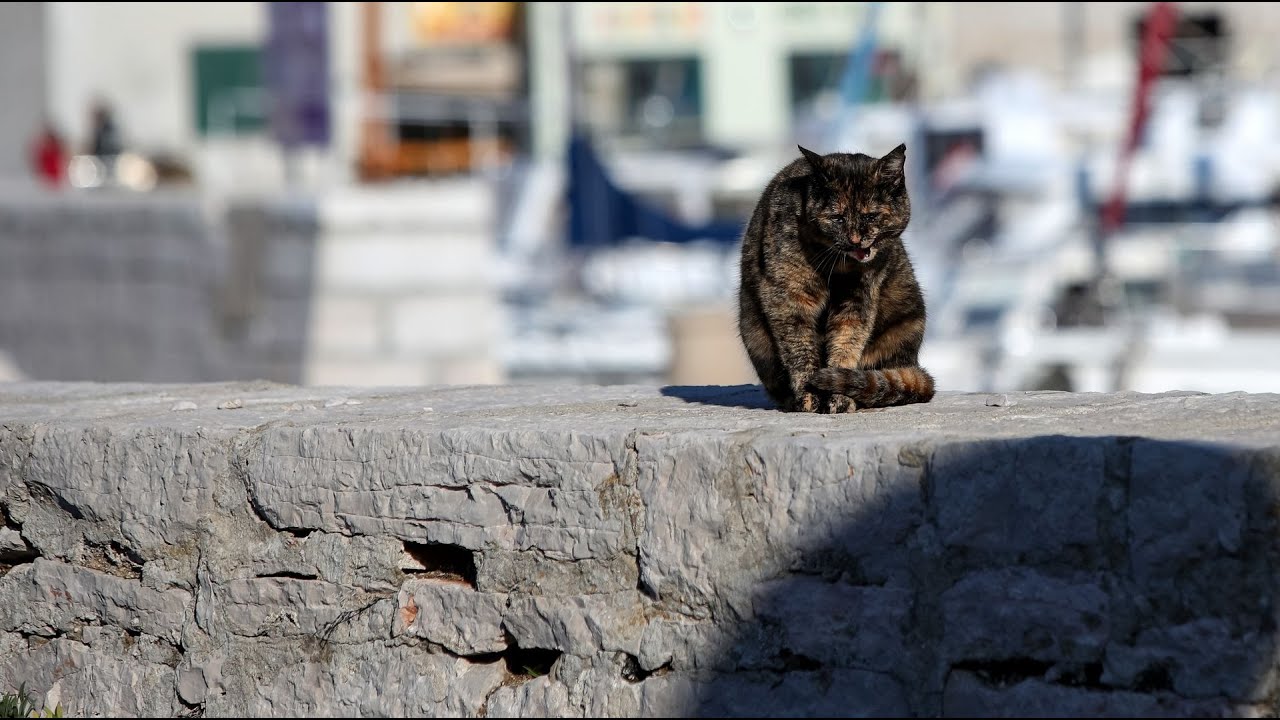 More: Zadar, 12. siječnja 2025.