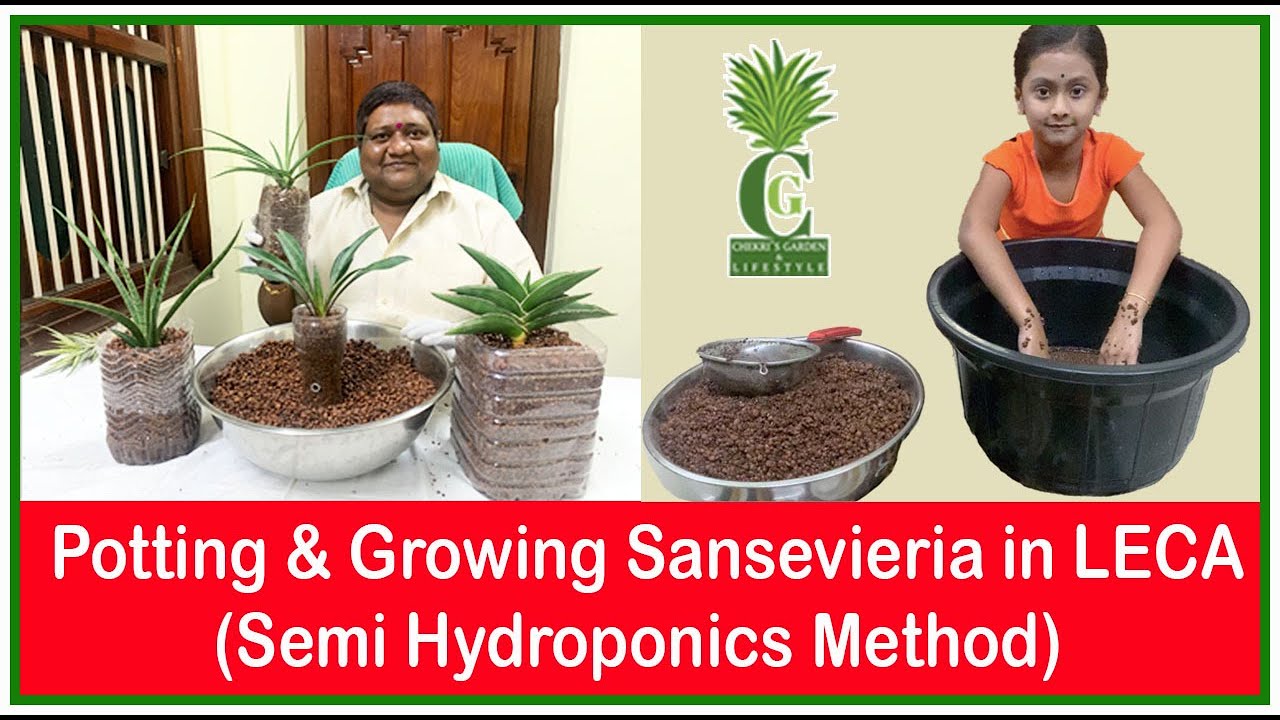 Potting & Growing Sansevieria in LECA Semi Hydroponics Method by Chekri's garden