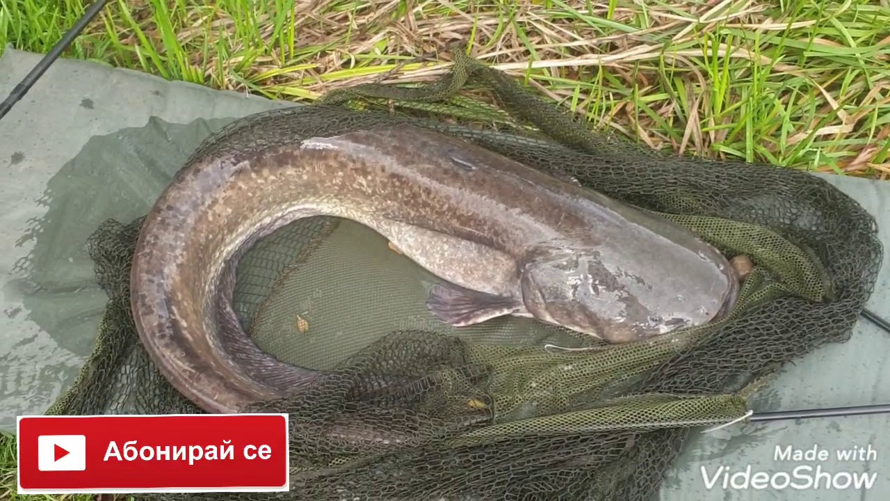 3 Трофейни АНГЛИЙСКИ СОМА ЕКШЪН ЕКШЪН
