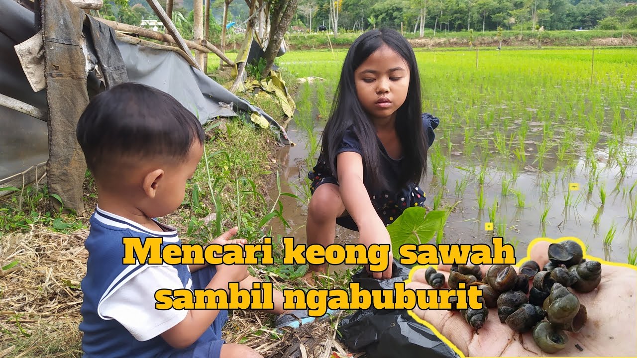 Mencari keong sawah sambil ngabuburit || @Sahabat_Bian_Nisa 