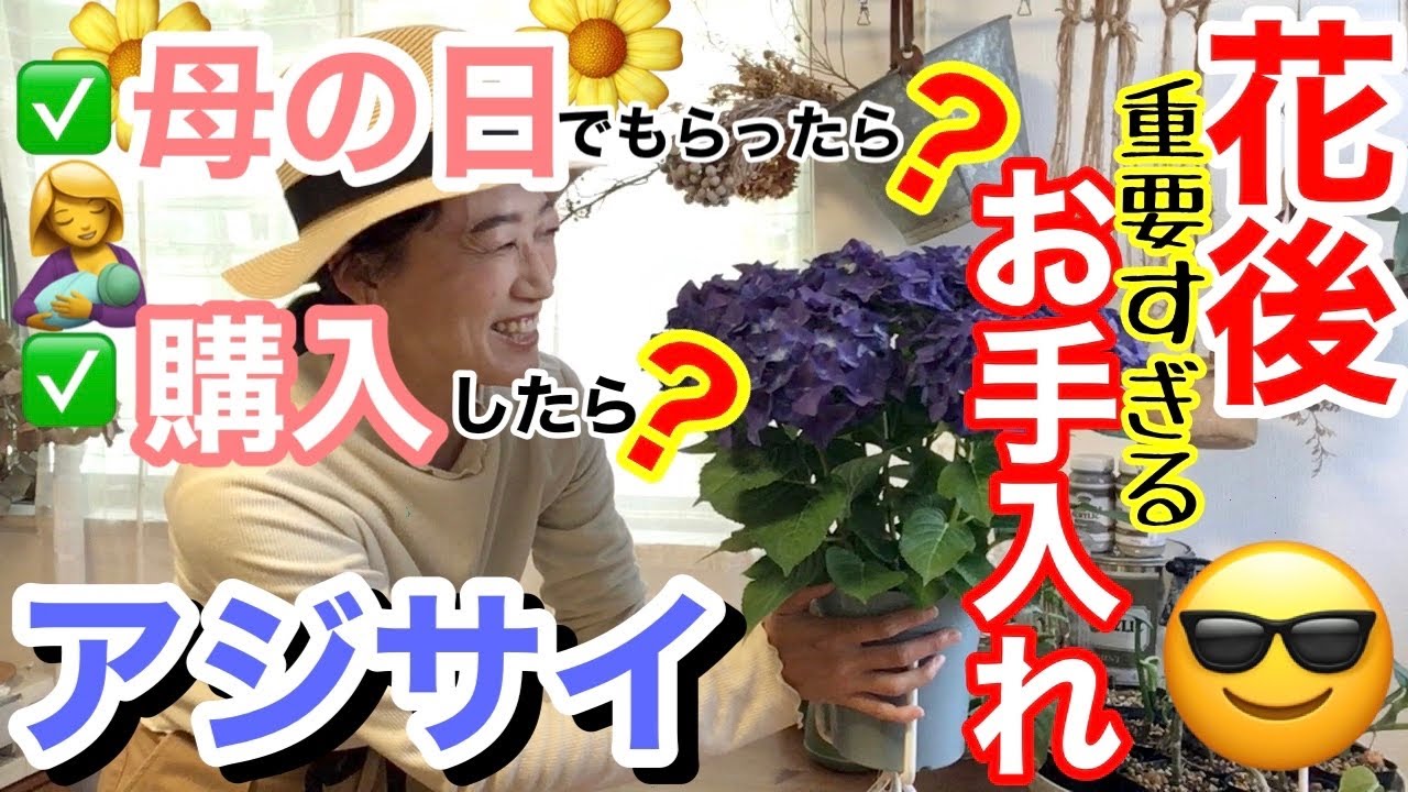【アジサイ】意外と分からない、母の日アジサイをもらった後のお手入れ☝️/ 購入したアジサイも😊/ 重要なのは、花後のお手入れ‼️毎年楽しむための4つのお手入れ✨/ お知らせあり【ガーデニング】