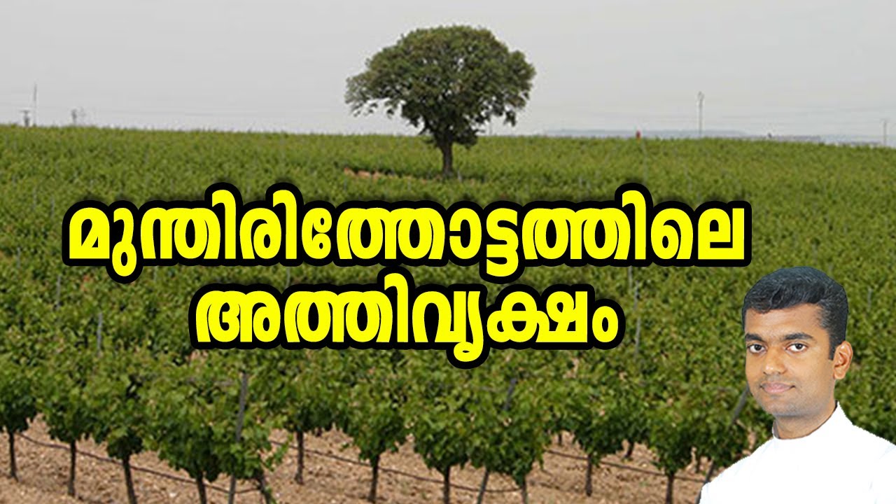 മുന്തിരിത്തോട്ടത്തിലെ അത്തിവൃക്ഷം 3rd Sunday of Lent  Malayalam Sunday Homily Year C Fr Anuraj