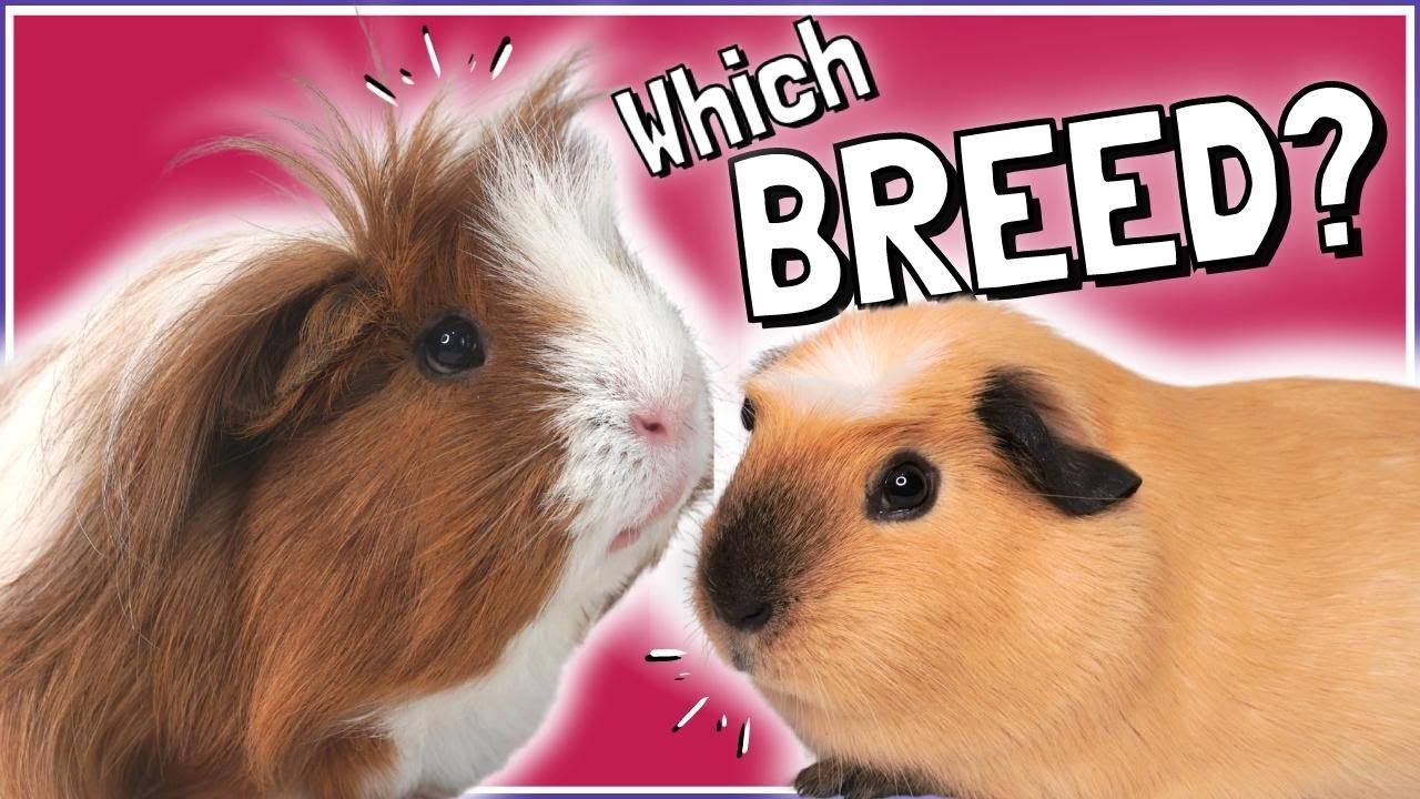 Choosing the Right Guinea Pig Breed: Pros and Cons!