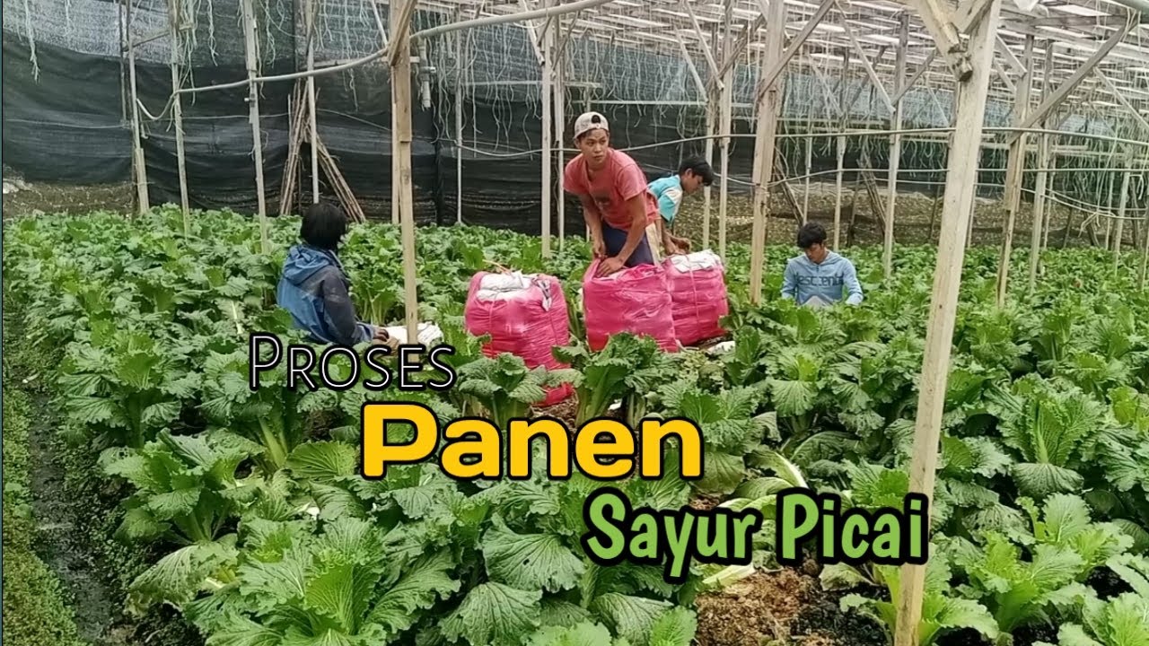 Panen Sayur Picai atau Sawi Putih