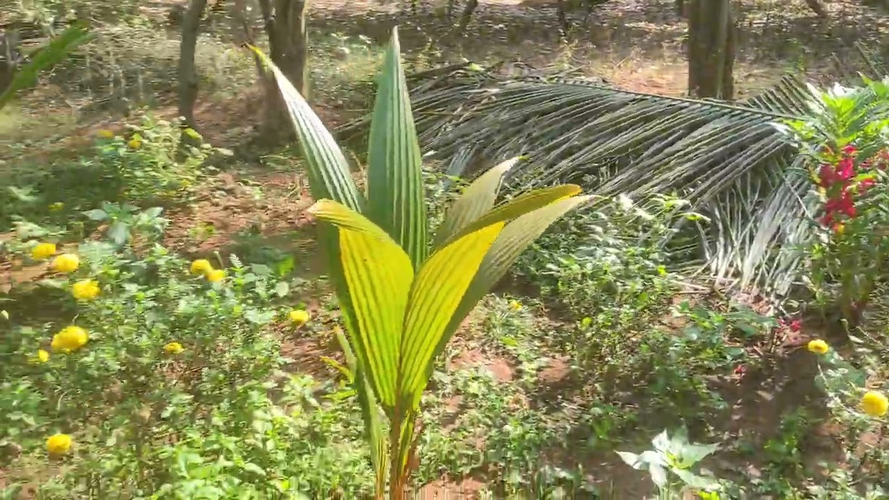 My garden update