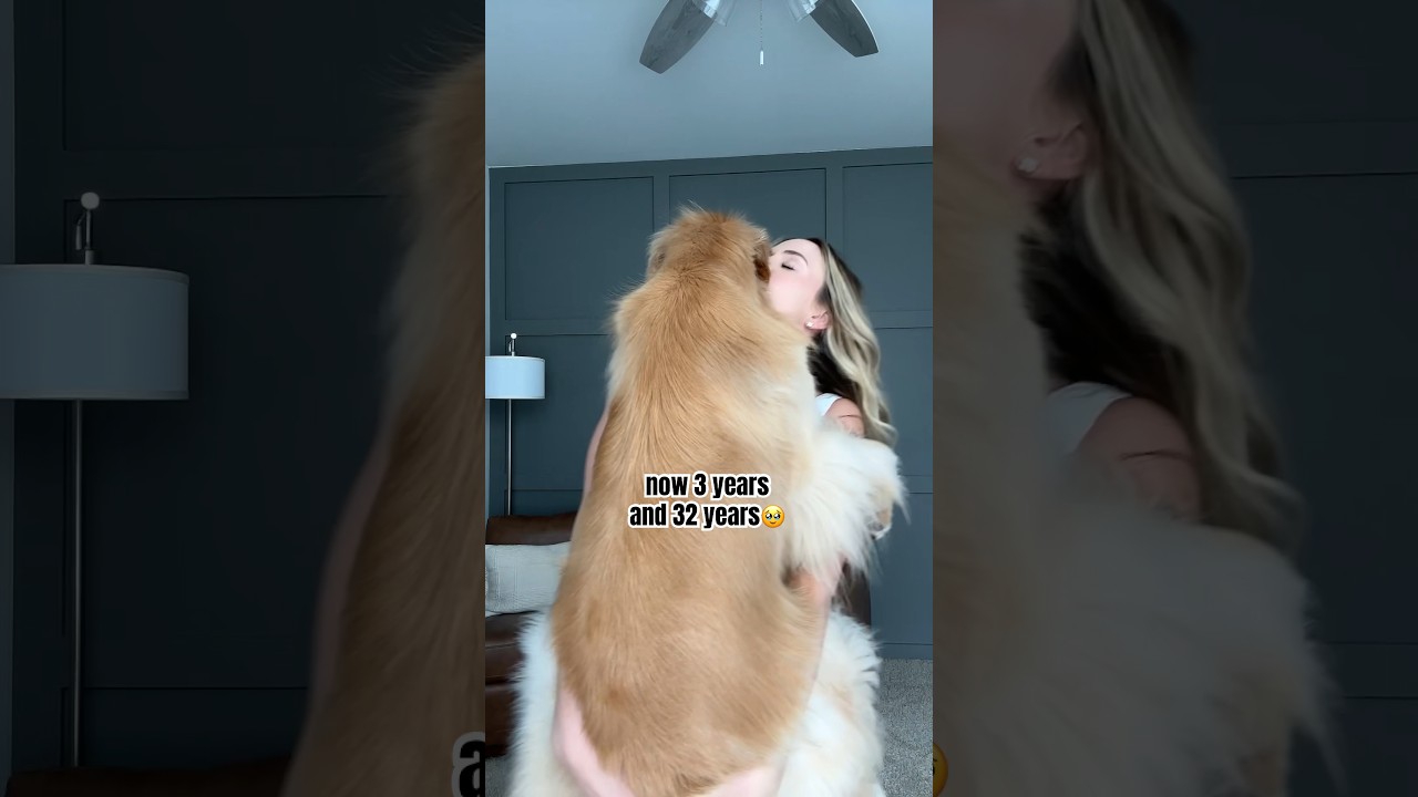 They grow up way too fast 🥹 #puppy #goldenretriever #dog #growingup