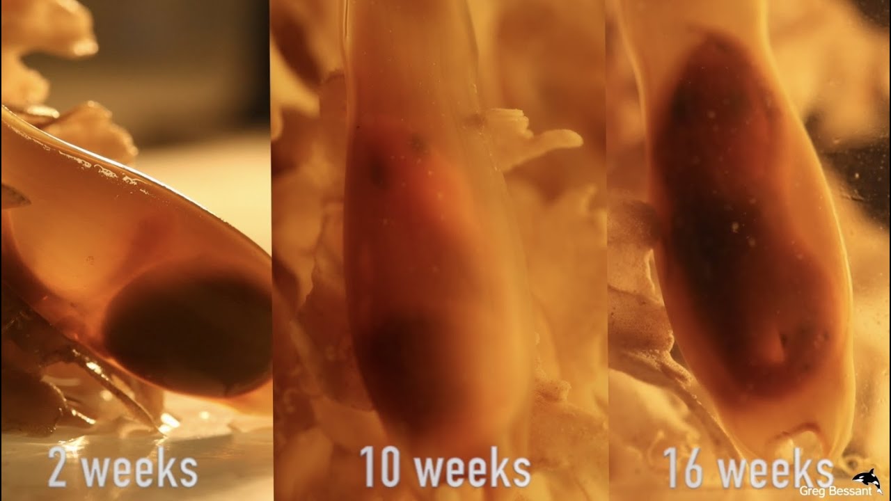 Baby shark hatching from eggcase!
