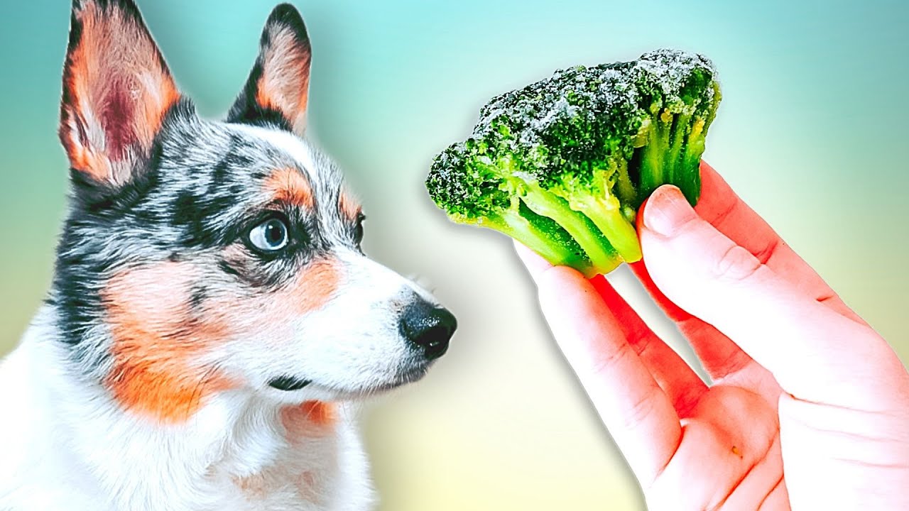 The Controversy Around Vegetables For Dogs