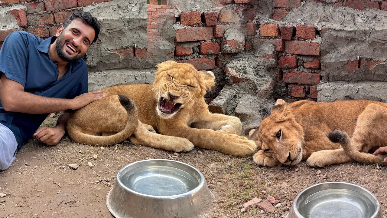 Hum Ne Lion Le Lia😍Ab Es Ko Bra Kren Gy❤️
