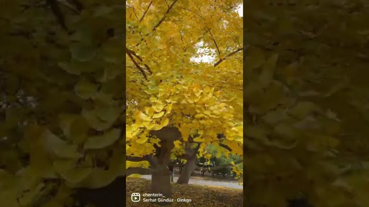 Love the beautiful golden fall color&hellip;Autumn Gold Ginkgo