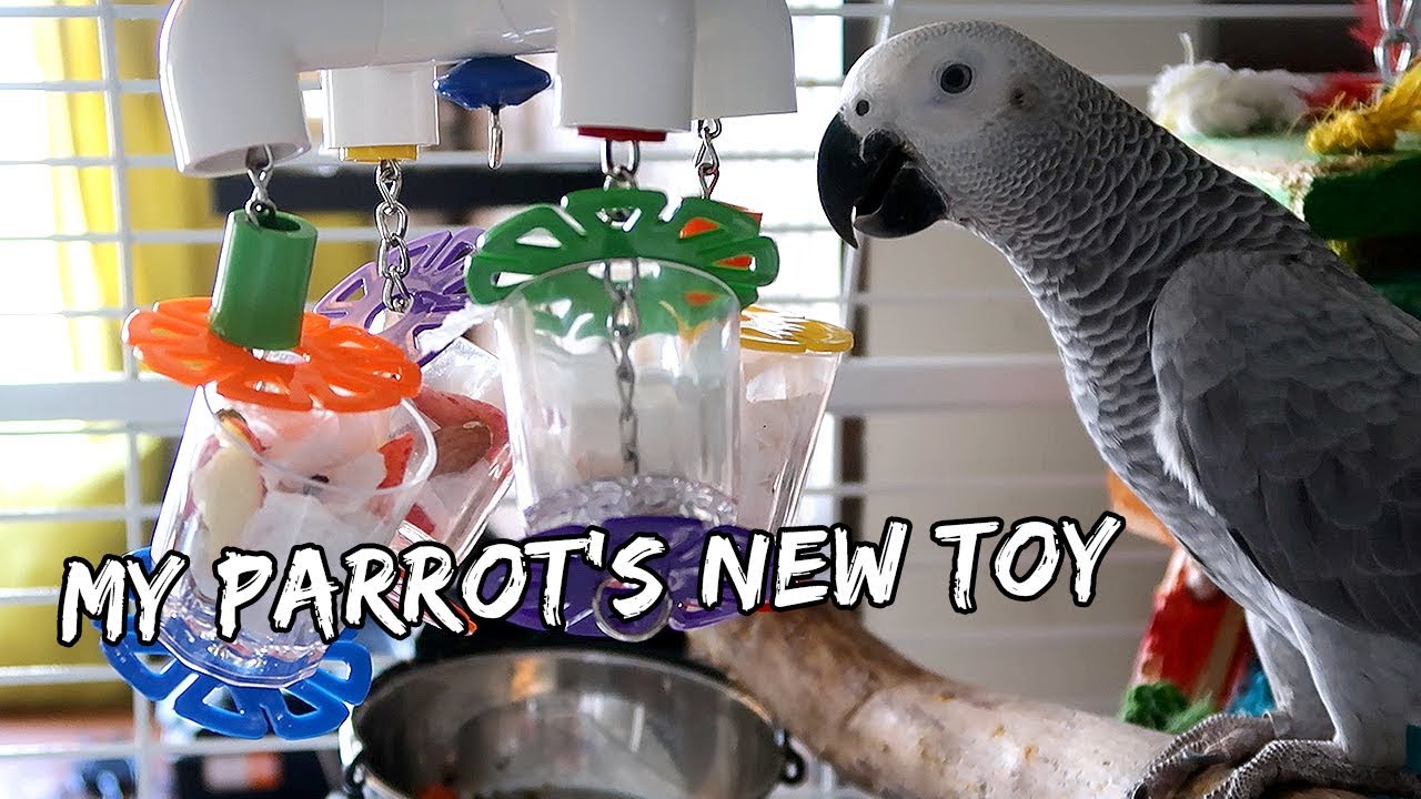 My Parrot's New Toy | Vlog #514