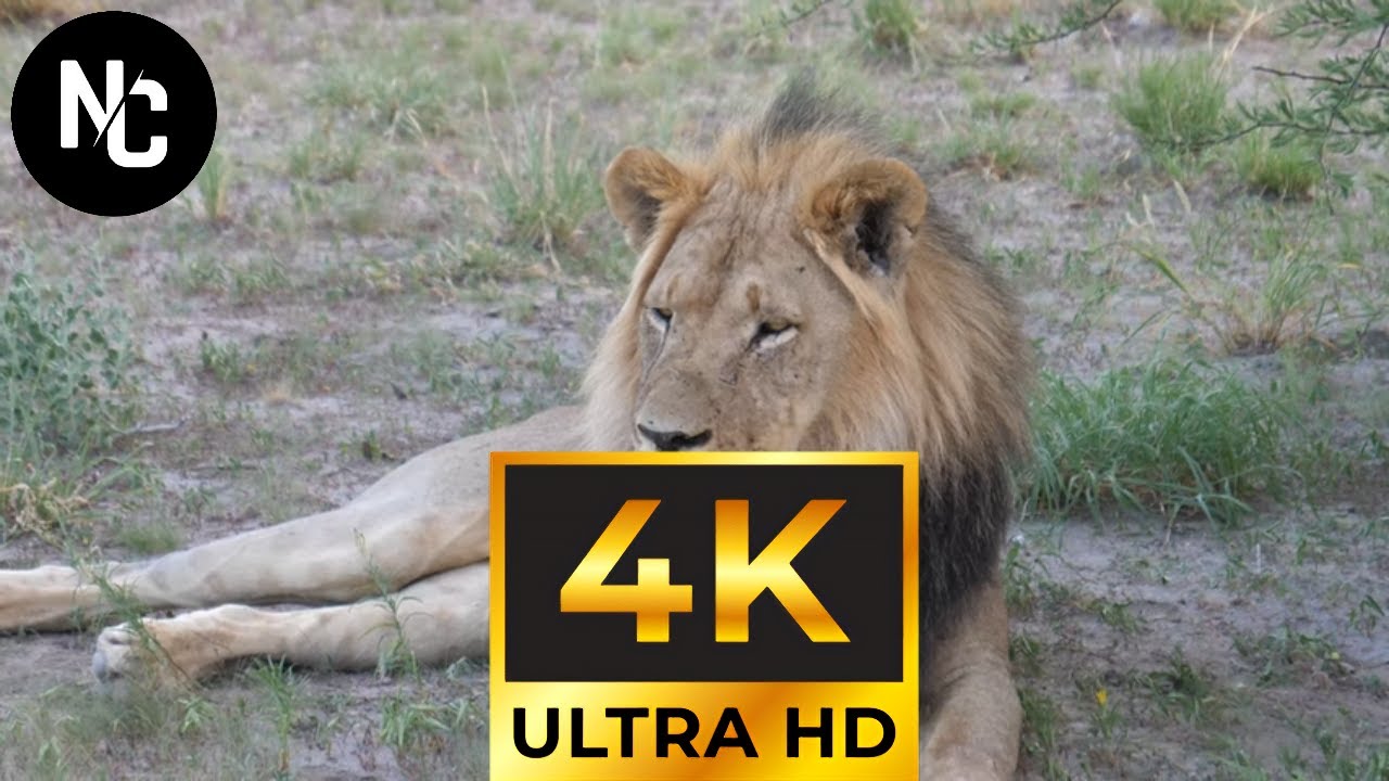 Unveiling the Hidden World of Lions: Royalty-Free Stock Footage