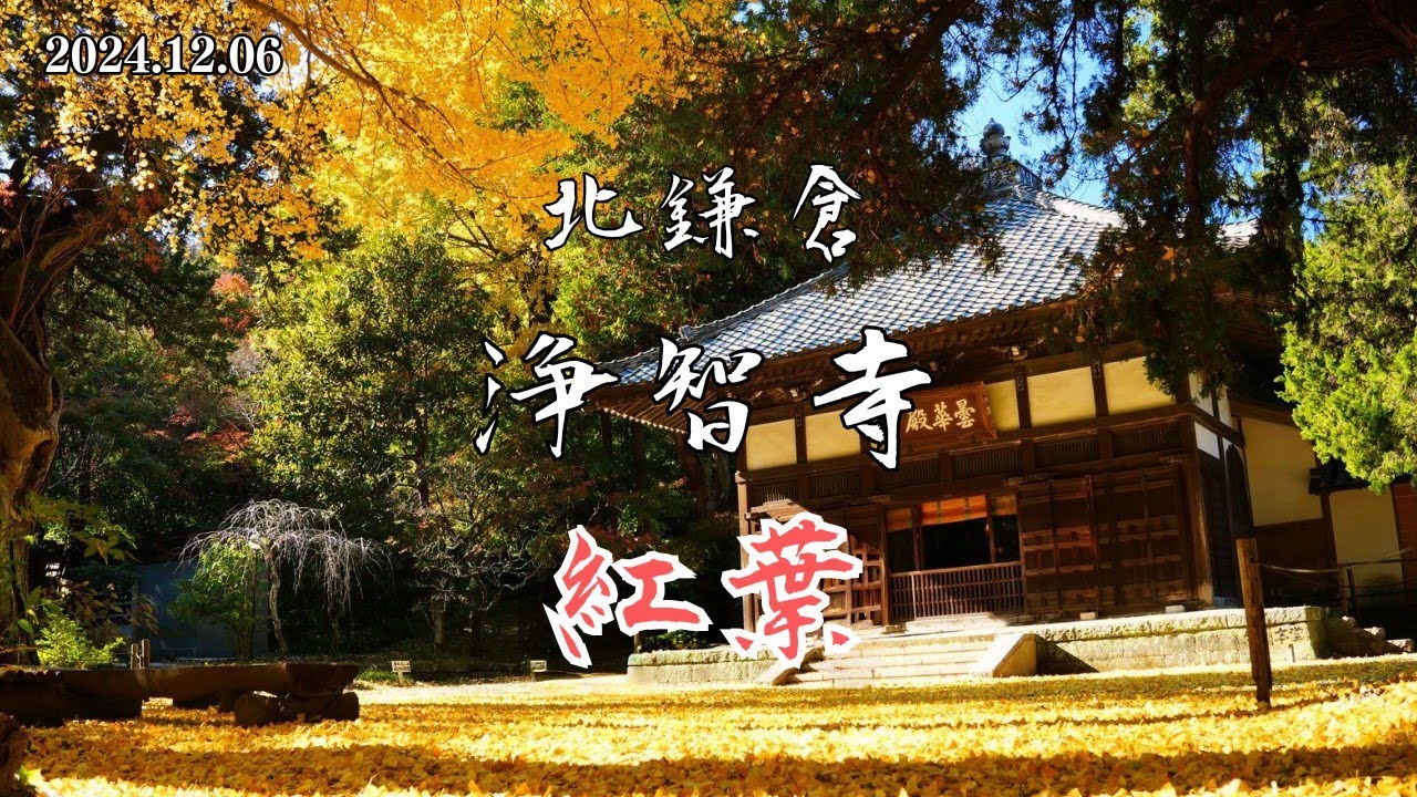 北鎌倉 浄智寺の紅葉 2024｜2024年12月6日(金)の紅葉状況🍁⠜
