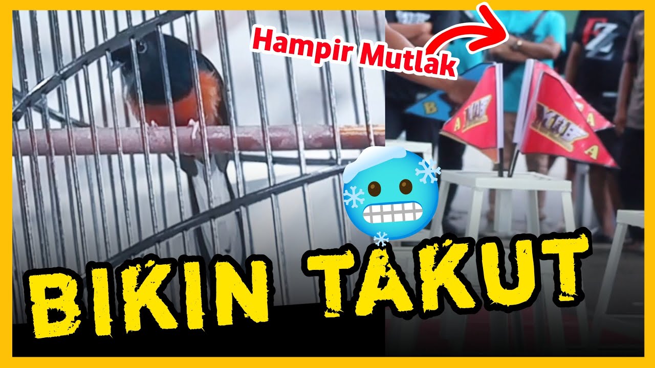 Ngeri ‼️ Murainya Bos Member SMM juara 1 di MBB