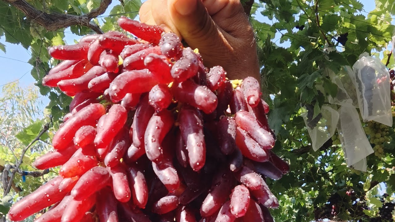 Xellouin kişmiş sortu