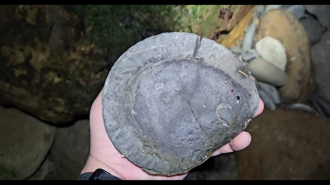 Early morning #fossilhunting at #whitby 30/12/2025