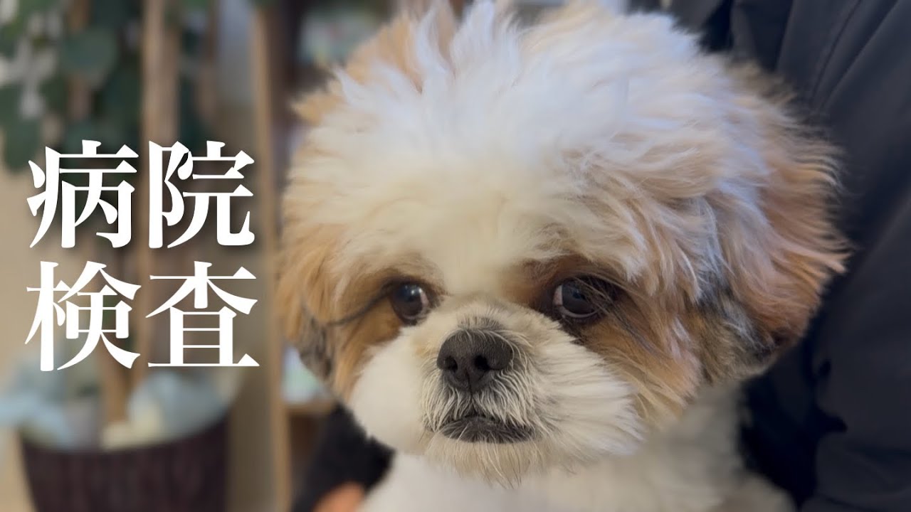 病院で検査してきました #シーズー #アフロ犬 #動物病院 