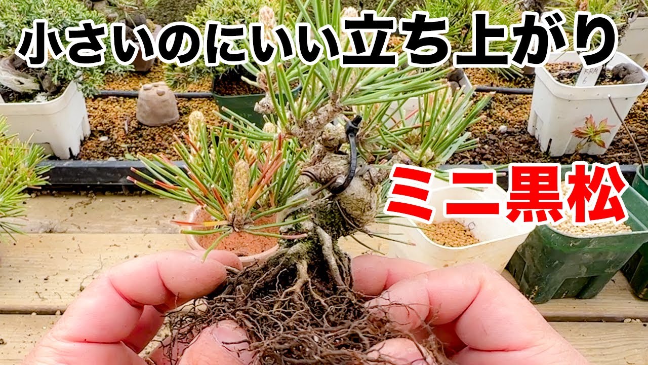 【KRM9】小さいのにいい根張りを持っている黒松を植え替えてみた