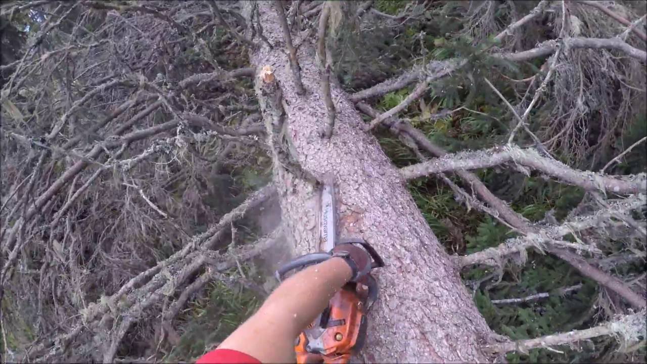 Entasten einer 90 cm Fichte