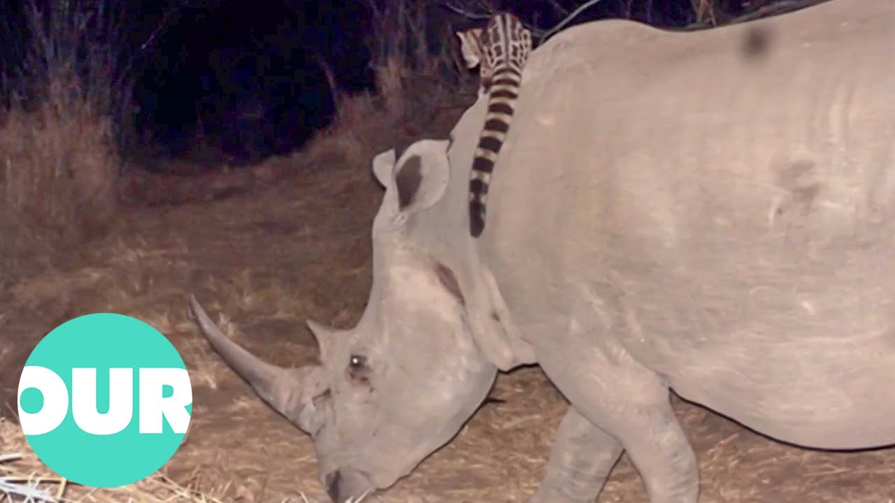 This Genet And Rhino Strike A Surprising Friendship | Extraordinary Animals | Our World
