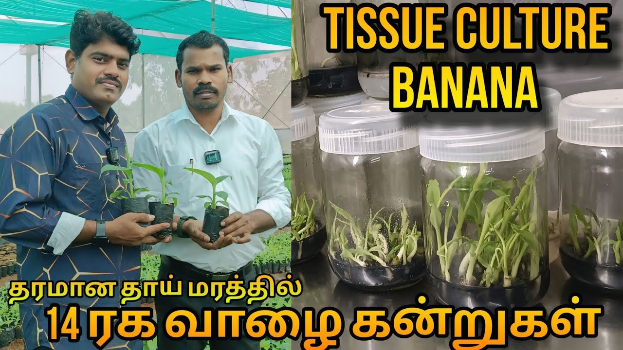 வாழை கன்றுகள் திசு வளர்ப்பு முறை | banana plant tissue culture #tissueculturebanana #வாழை