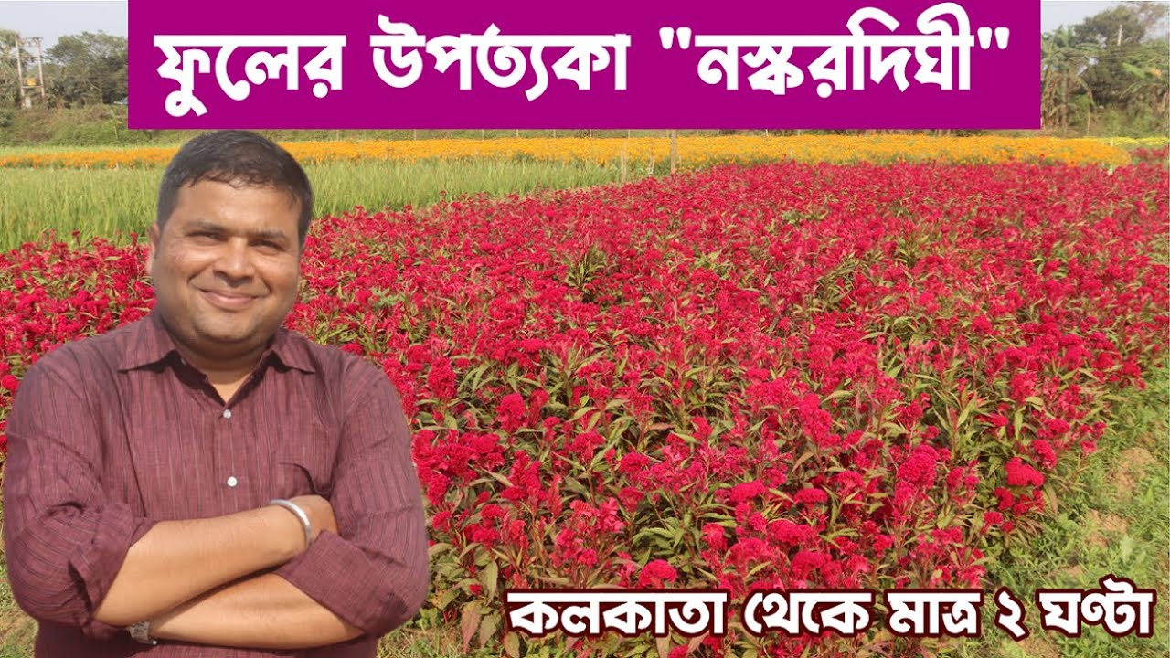 নস্করদিঘী : এক গোপন ফুলের সাম্রাজ্য : Naskardighi : Secret Flower Valley of West Bengal : Day Tour