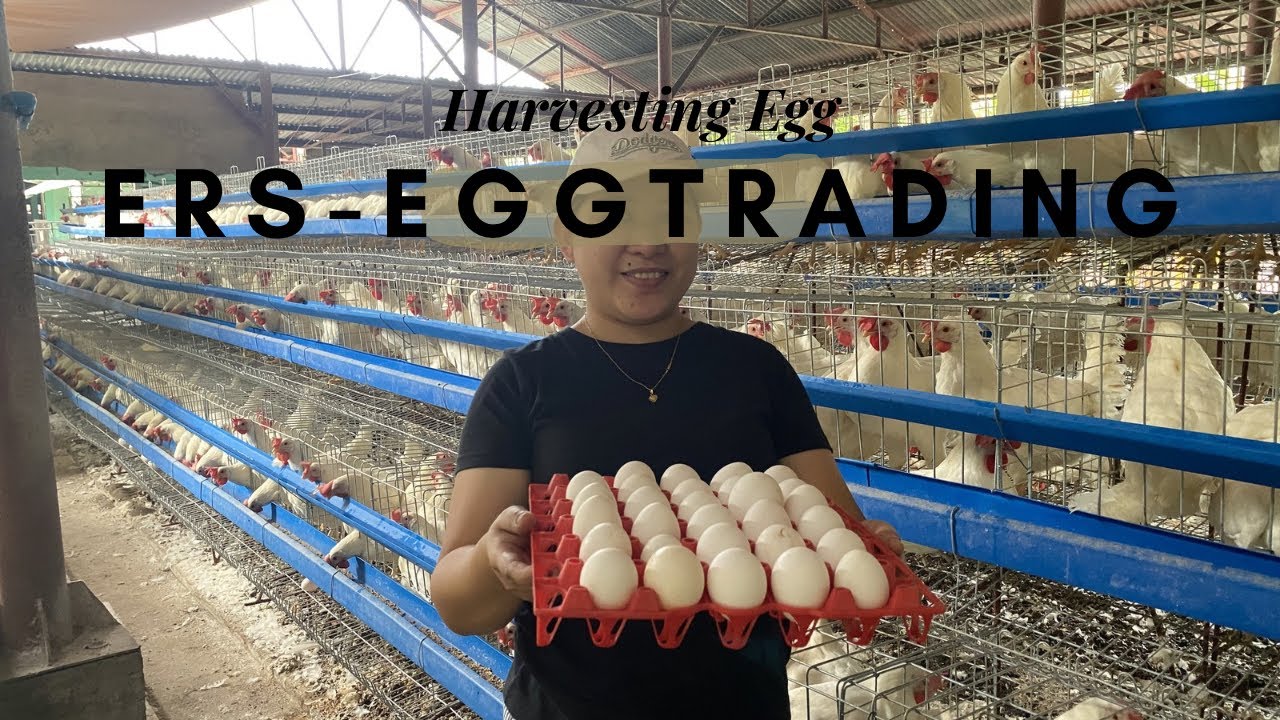 16 tray of eggs out of 1,536 heads                                       @22 weeks old rtl