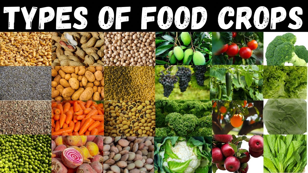 Types Of Food Crops | Food Crops | Food Crops For Kids #crops #education