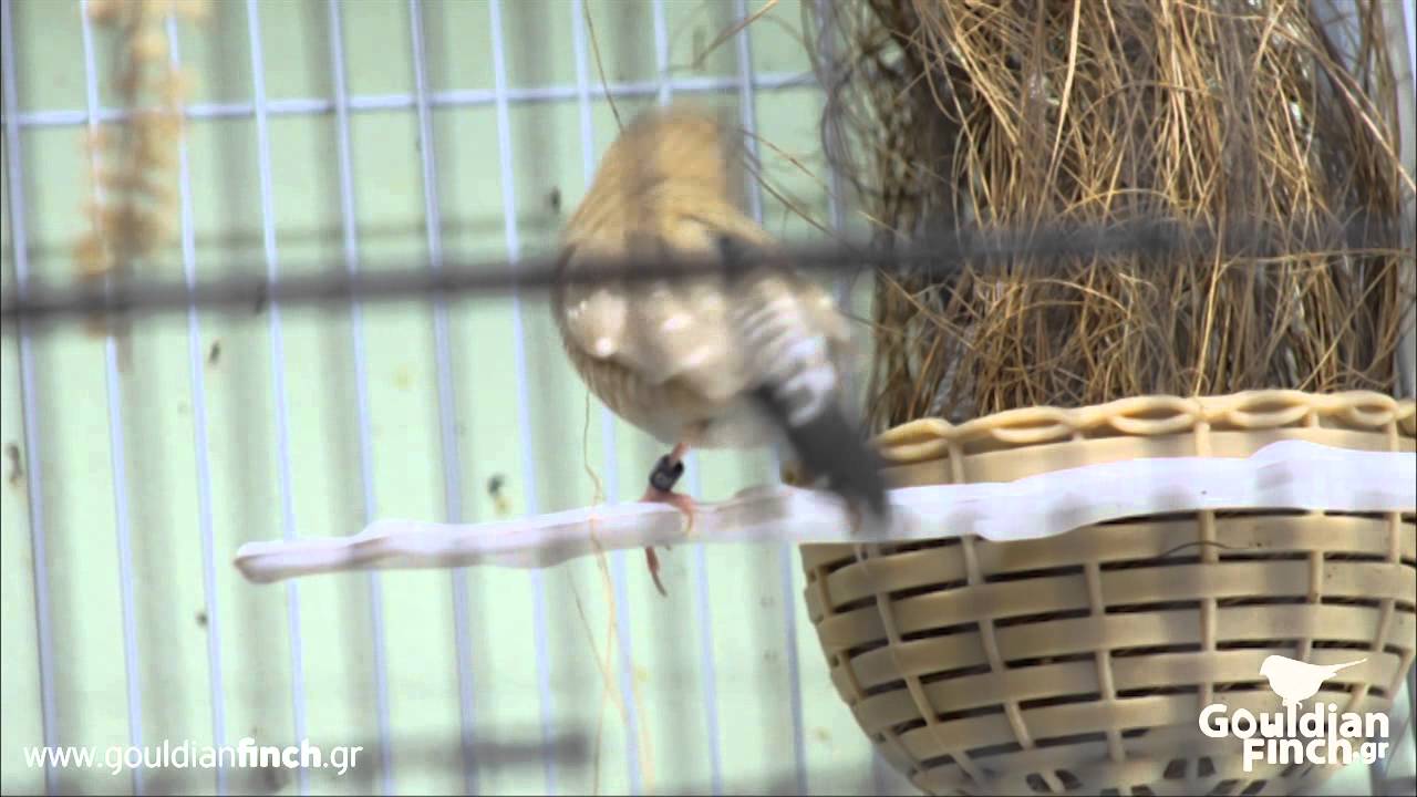 Cherry Finch (Plum Headed Finch) Build a nest