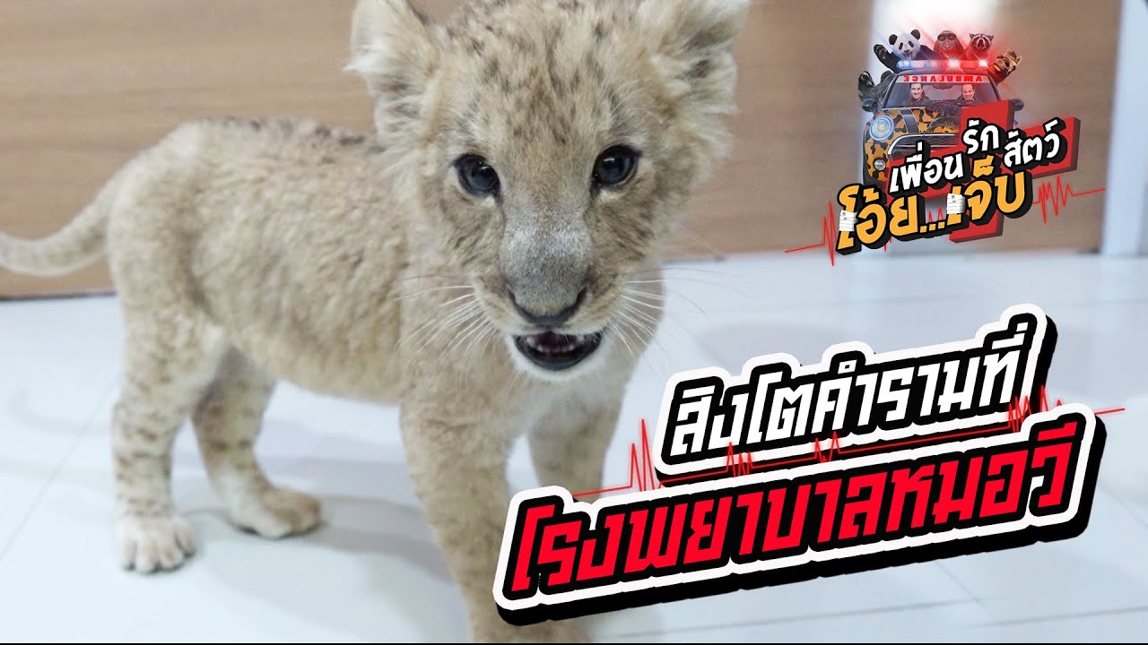 สิงโตคำราม ที่โรงพยาบาลหมอวี - เพื่อนรักสัตว์โอ๊ย...เจ็บ EP.19