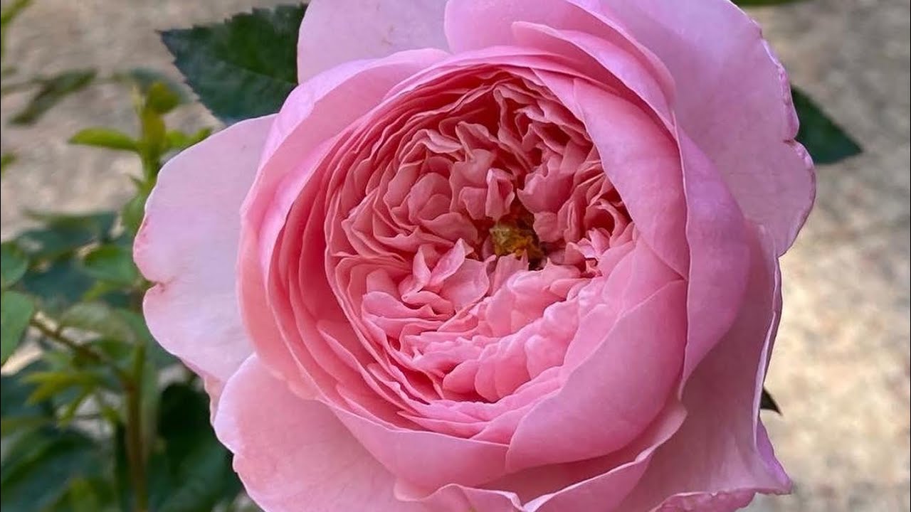 Pruning shrub roses in containers//Roald Dahl, Gabriel Oak and Alnwick roses