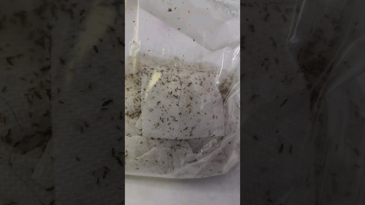 Get ready with me for a Lice Popping video 