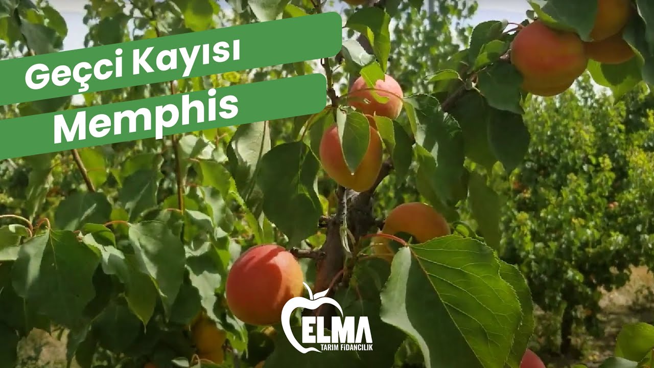 Elma Tarım Fidancılıktan Geçici Kayısı Memphis -Islahçıl l PSB
