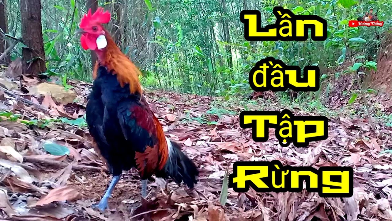 Bẫy Gà Rừng Thử Gà Mồi Tơ Gáy Giọng Cà Lắm Và Cái Kết | Hoàng Thắng