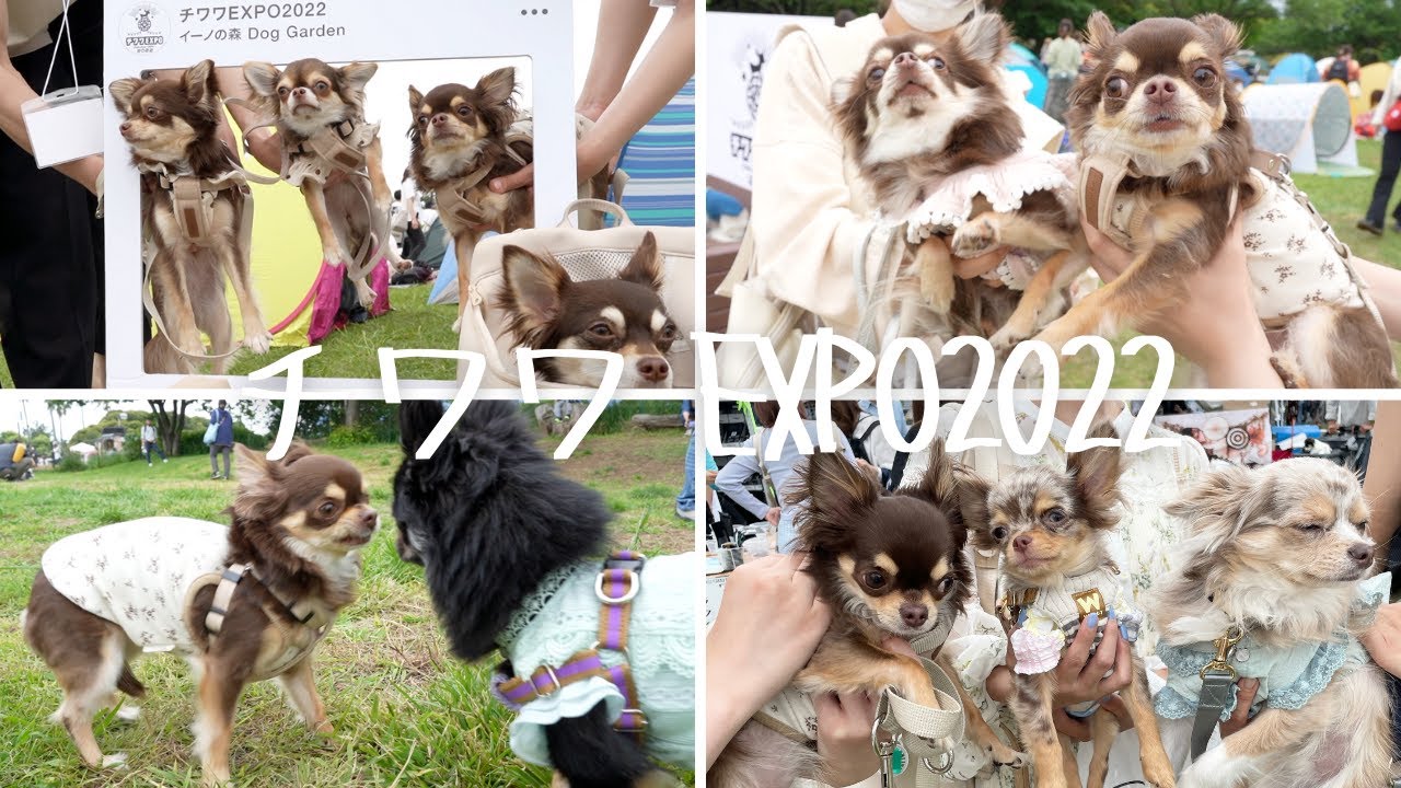 【チワワEXPO】チワワ史上最大級のイベントに一年振りに愛犬とリベンジした結果...