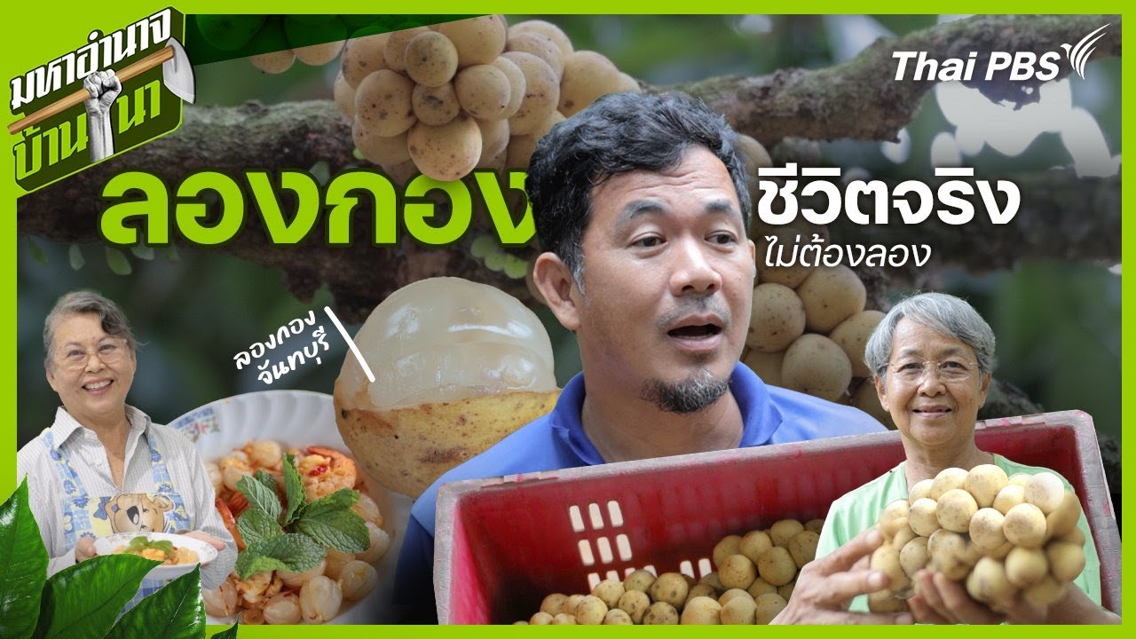 ลองกอง ชีวิตจริงไม่ต้องลอง | มหาอำนาจบ้านนา