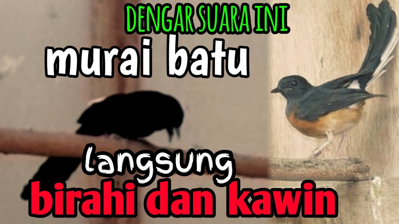 pancingan murai batu cepat kawin || paling ampuh