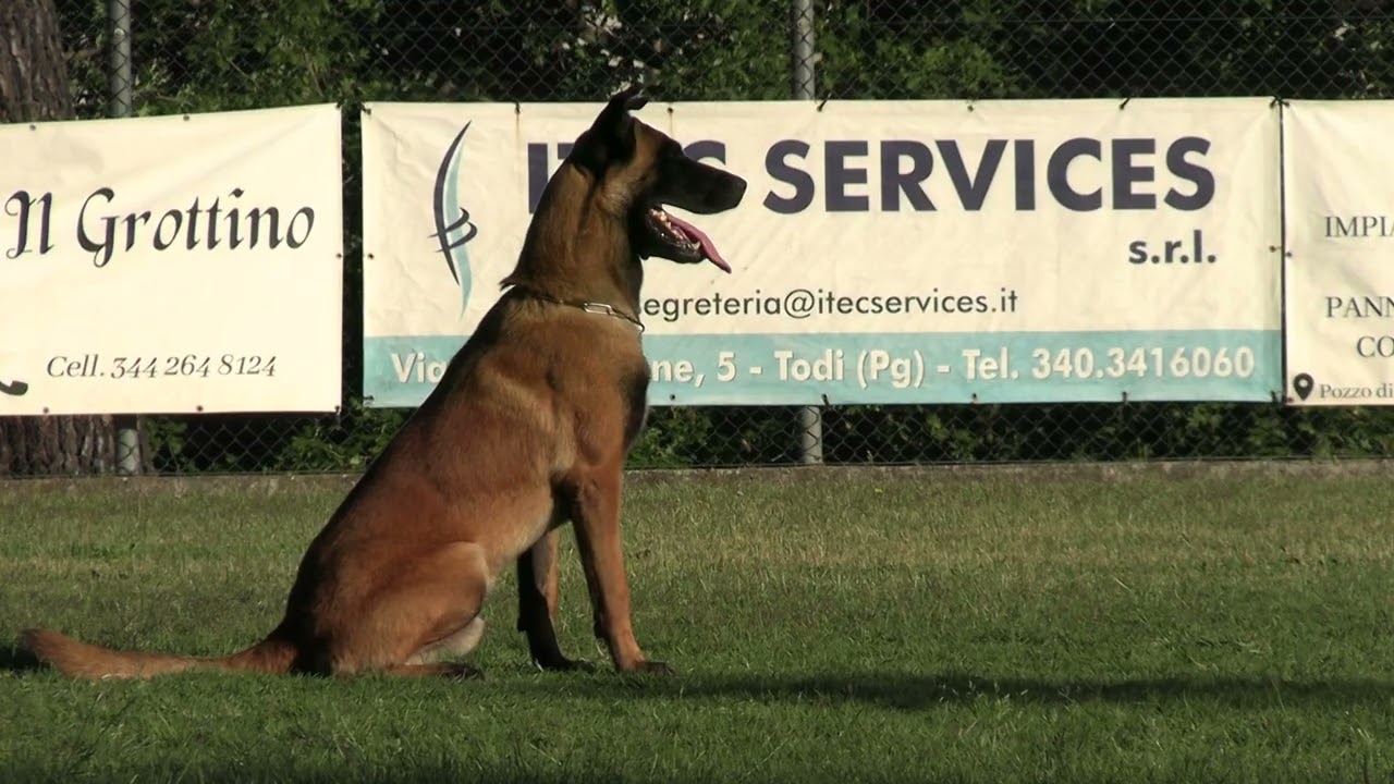 II SELEZIONE FCI OSCAR CERIZZA FASE B 92 - Sports Dogs - Il Meraviglioso mondo dell'IGP.