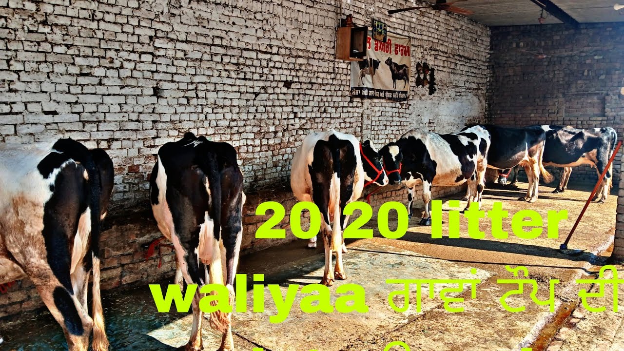 Contact, 98881 06784#cow #baffalo #dairyfarm#farming #bull#bullfarm #farm #animals 