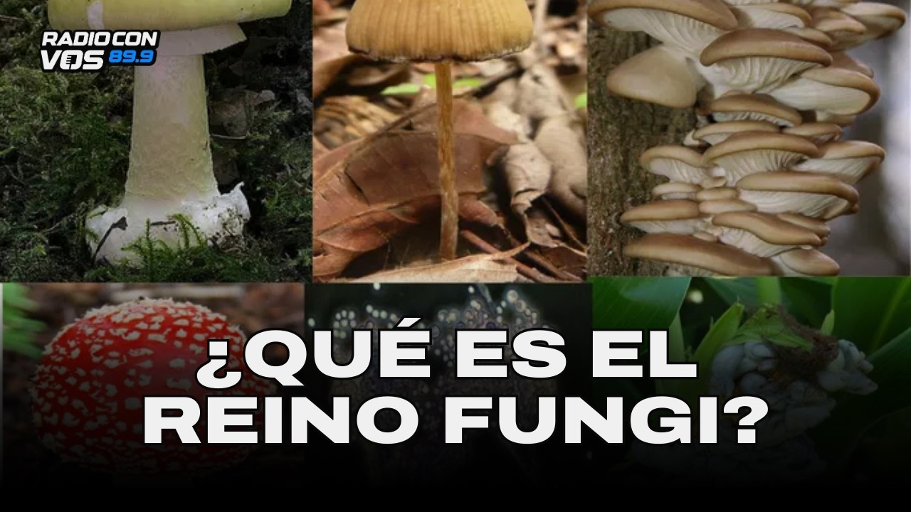 Flora, fauna, funga y los HONGOS cómo claves del futuro I LÓPEZ EN ESTO TAMBIÉN PASARÁ
